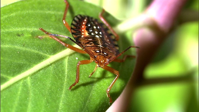 一只甲虫在树叶上慢慢地移动。视频下载