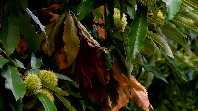 栗子的特写，树上的森林在秋天的季节。齿栗叶的可能。潘相机运动。视频下载