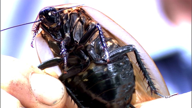 人类的手指抓住了一只黑头蟑螂的腿。视频素材