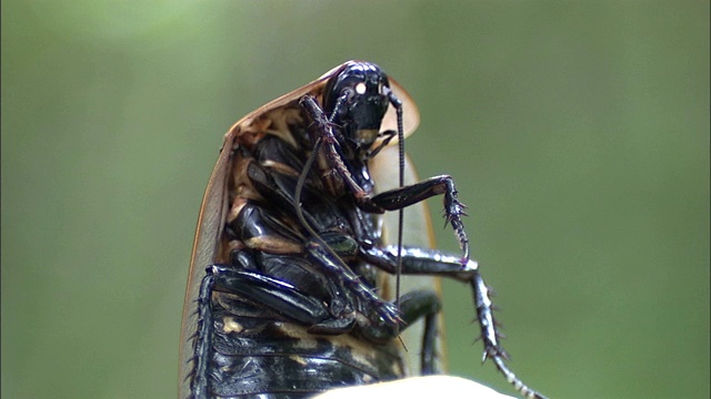 一只黑头蟑螂挥舞着它的触角，移动着它的腿。视频素材
