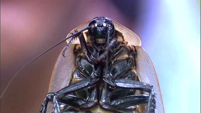 一只黑头蟑螂一动不动，腿紧紧地蜷在肚子上。视频素材