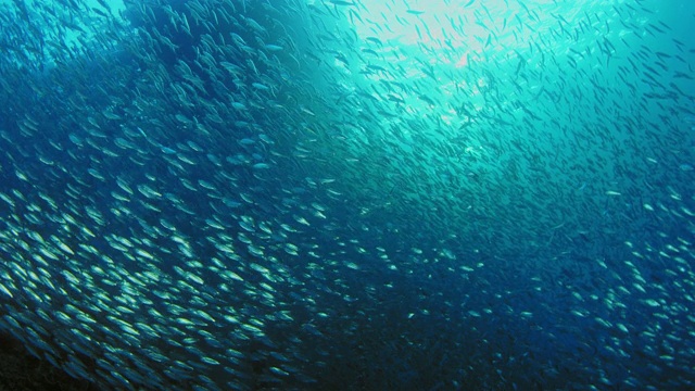 在一个巨大的沙丁鱼鱼群里，鱼饵球视频素材