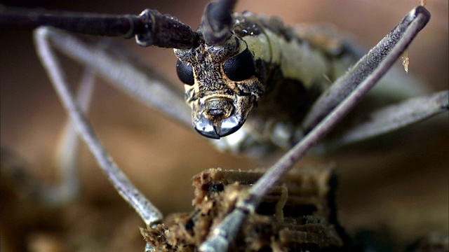 一只甲虫站在地上移动它的口器。视频素材