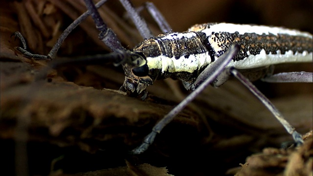 一只甲虫在啃一块木头。视频素材