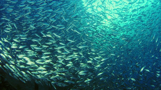 在一个巨大的沙丁鱼鱼群里，鱼饵球视频素材