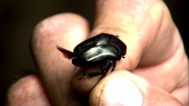 一只手指轻触一只闪亮甲虫的背部。视频素材