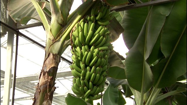 温室里的香蕉在树上成熟。视频下载