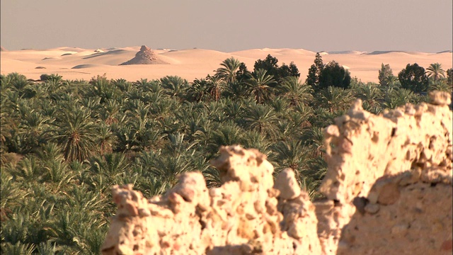 在沙漠绿洲里，一堵石墙围绕着棕榈树。视频下载