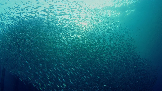 在一个巨大的沙丁鱼鱼群里，鱼饵球，超级慢镜头视频素材