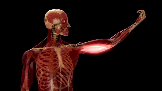 一个电脑动画描绘了一个男人弯曲他的二头肌时的肌肉骨骼系统。视频素材