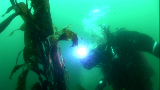 水肺潜水者用手电筒调查海藻。视频素材