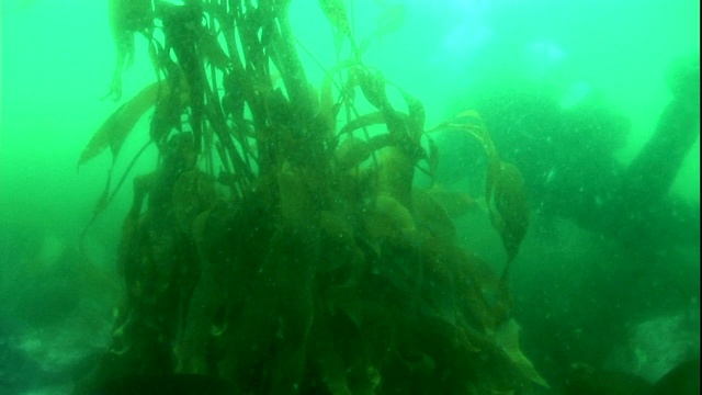 一名潜水员用手电筒在浑浊的水中探测海藻。视频素材