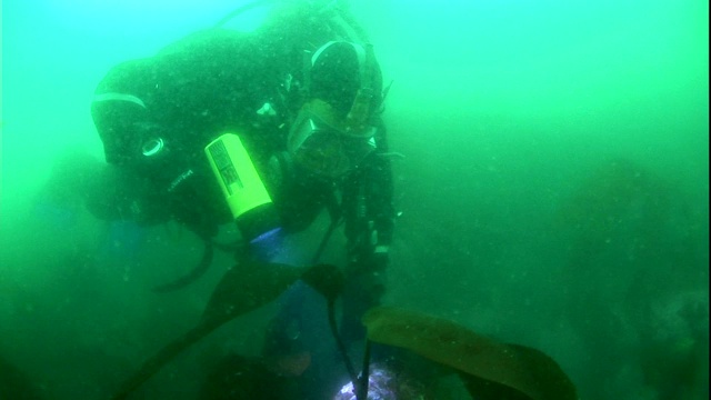 戴水肺的潜水员在一片海藻林周围浑浊的水中游泳。视频素材
