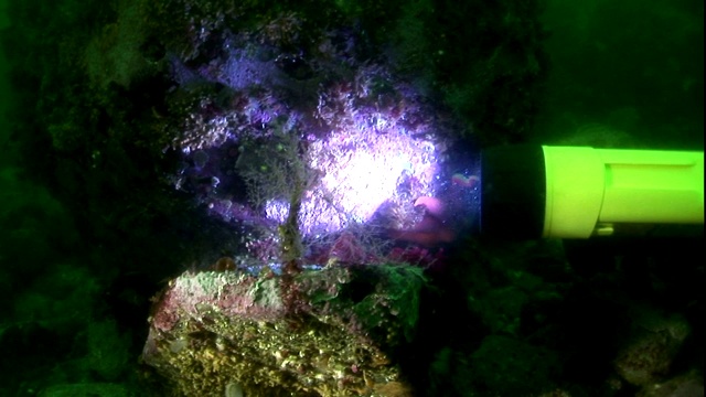 一位水下潜水员用手电筒照海葵和鱼。视频素材