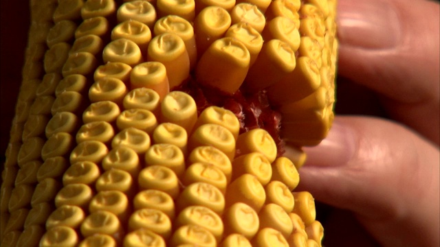 一个农民在好几个地方拿着一穗缺失的玉米粒。视频下载