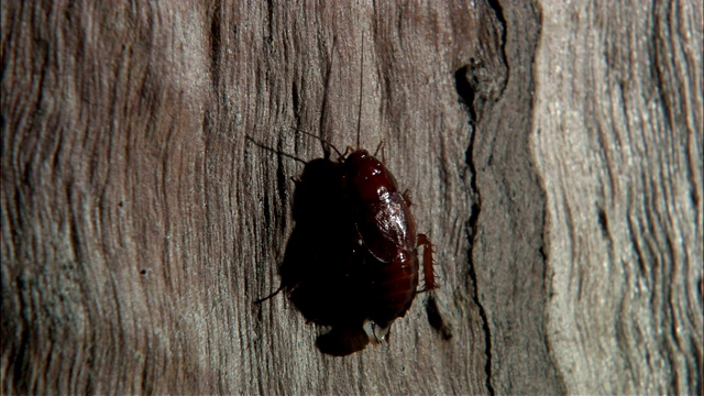 一只猎蛛站在一只蟑螂上方，嘴巴抽搐着。视频下载