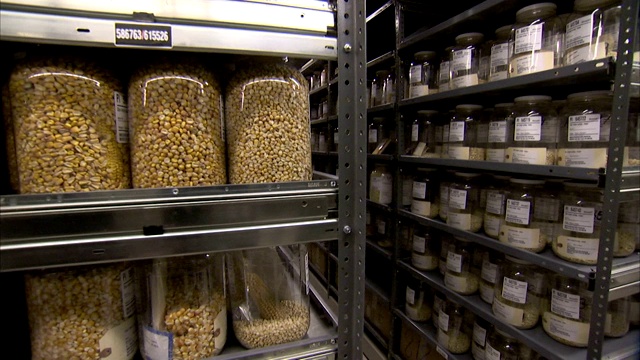 仓库里数百罐玉米排在货架上，一名员工从一个罐子里取玉米粒。视频下载