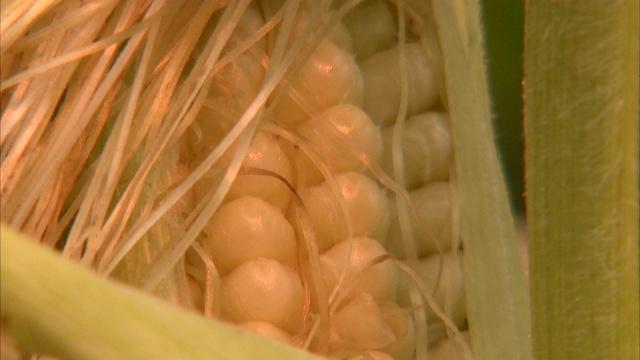 剥开的玉米外皮露出玉米粒和玉米丝。视频下载