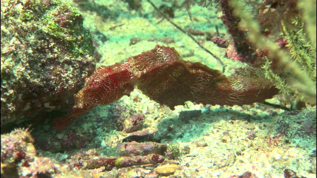 一只海马在一丛海草附近的海底上下摆动。视频下载