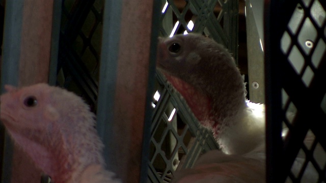 火鸡在一个工业鸡舍里并排站着。视频下载