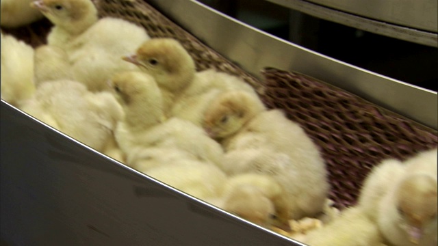 小鸡在家禽饲养场的传送带上移动。视频下载
