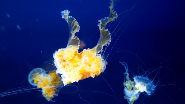 水母游泳，太平洋菊，4k分辨率。视频素材