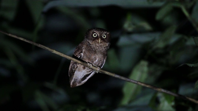 夜鸟:成年山鸮(Otus spilocephalus)视频下载