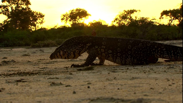 一只巨蜥在沙地上缓慢地移动它的前肢。视频素材