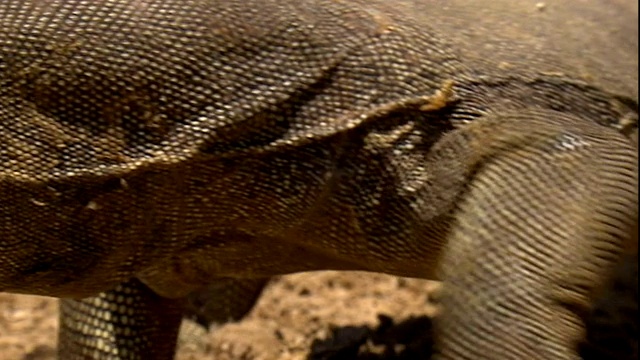 巨蜥属,进攻,图像,人的头部视频素材