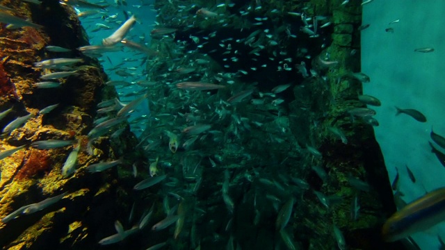 大而密集的Jackfish鱼群，4k分辨率。视频下载