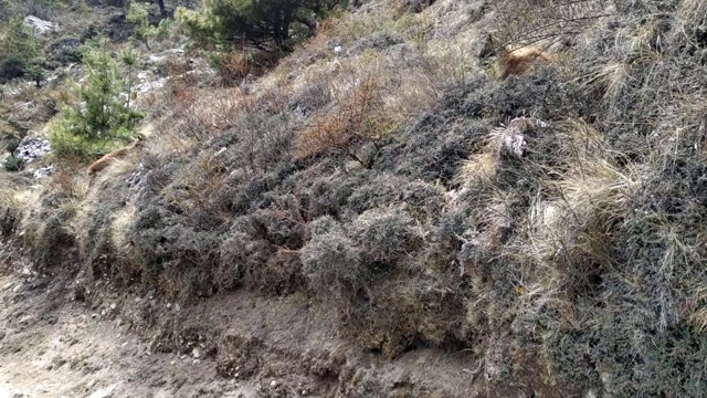 在喜马拉雅山，野山羊(西伯利亚野山羊)走在路上，爬在山上视频下载
