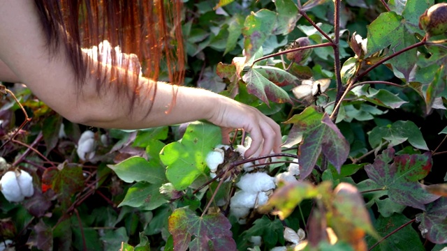 棉花收获。土耳其女收割机在棉花田里工作，手工劳动概念4k视频素材