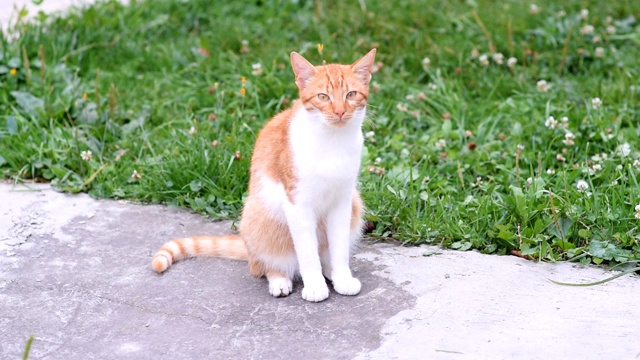 流浪的小红猫在街上。可爱的猫脸。视频素材