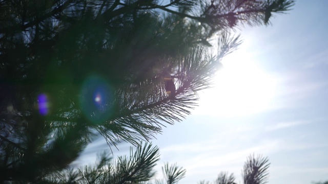 在炎热的日子里，松树针树枝在电影般的阳光下摇摆视频下载