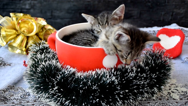 节日气氛中，小猫们睡在圆点的杯子里视频下载