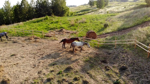 三匹马在围场里吃草。视频素材