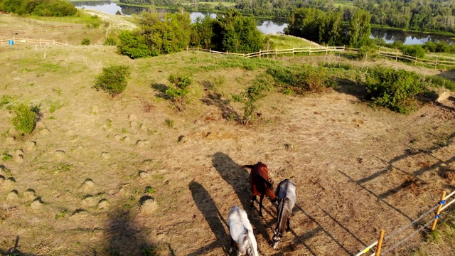在河岸的围场里吃草的马。视频素材