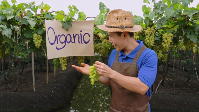 老人在他的花园里展示葡萄，他是农民，园丁。视频下载