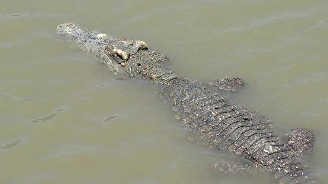 一只大鳄鱼在清晨的沼泽里寻找食物吃的视频画面视频下载