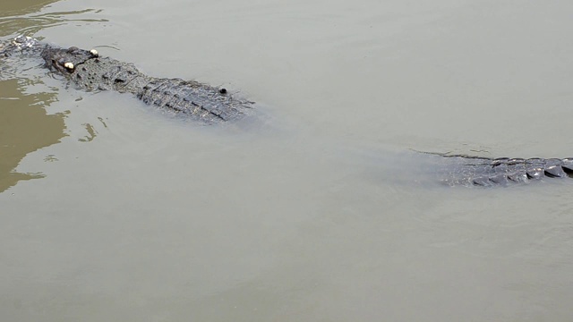 一只大鳄鱼在清晨的沼泽里寻找食物吃的视频画面视频下载