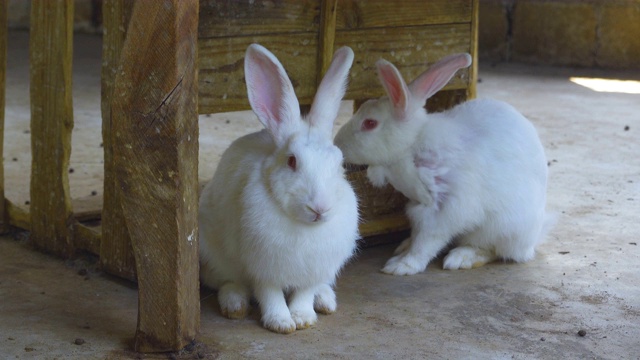 农场里的两只小白兔，镜头拉近，象征着复活节视频下载