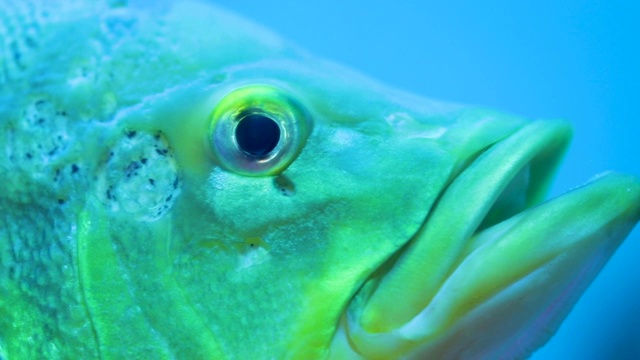 特写鱼在水下世界的水生鱼类动物。视频素材