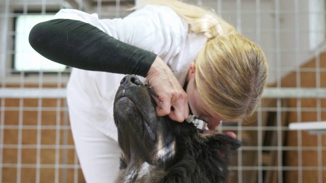 友善的女兽医用听诊器检查一只狗视频下载
