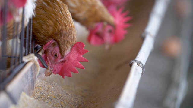工厂里的鸡，泰国笼子里的鸡工业农场，动物和农业综合企业，食品生产和工业概念视频下载