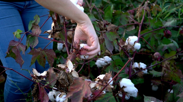 棉花收获。土耳其女收割机在棉花田里工作，手工劳动概念4k视频素材