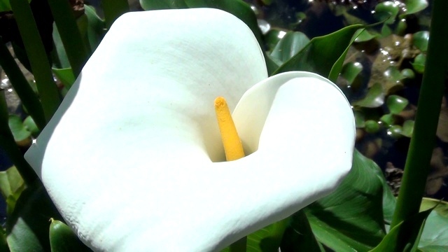 大自然中白色花朵的特写。夏天的热带花园。视频下载