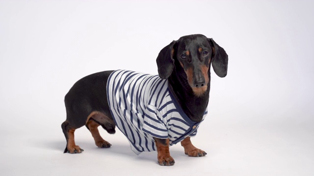 一个可爱的腊肠狗的肖像，黑色和棕色，穿着一件蓝白条纹休闲t恤，孤立在灰色的背景视频下载
