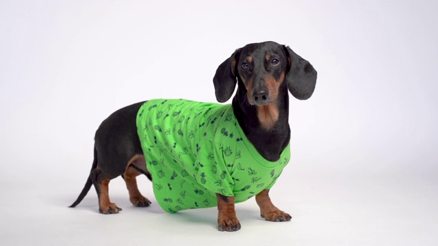一个可爱的腊肠狗的肖像，黑色和棕色，穿着一件绿色休闲t恤，孤立在灰色的背景视频下载