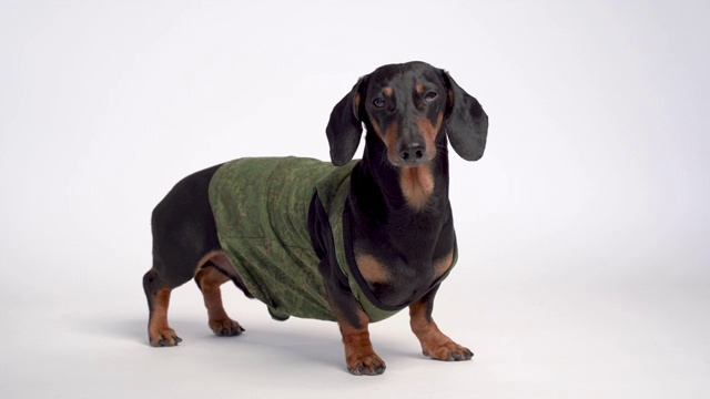 一个可爱的腊肠狗的肖像，黑色和棕色，穿着一件军用t恤，孤立在灰色的背景视频下载