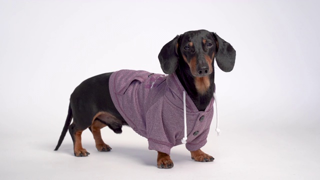 一个可爱的腊肠狗的肖像，黑色和棕色，穿着紫色温暖的连帽衫与兜帽，孤立在灰色的背景视频下载